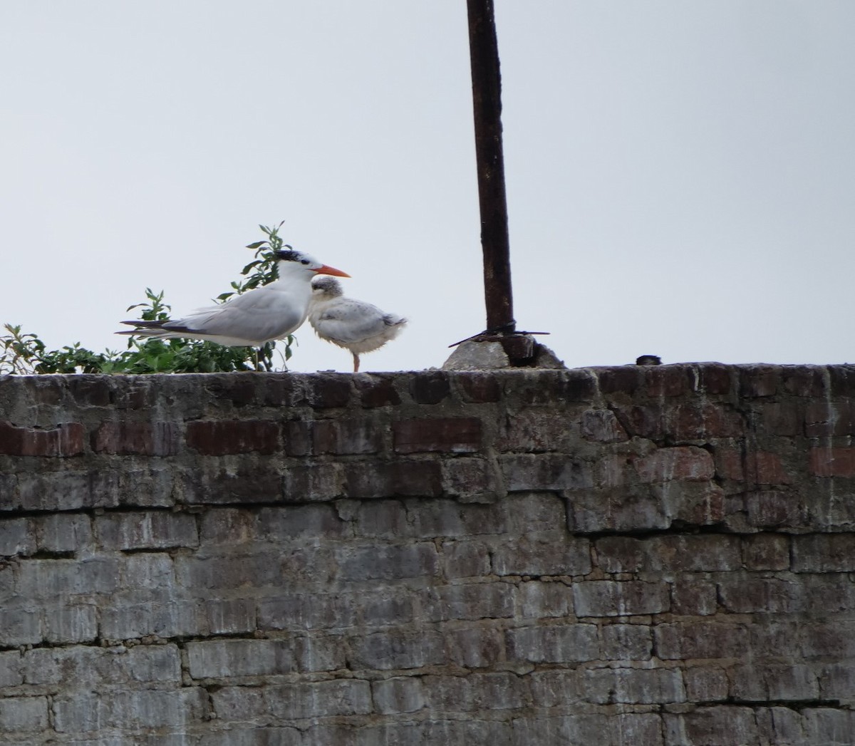 Royal Tern - ML620787996