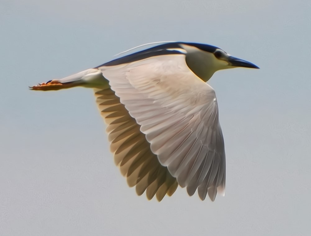 Black-crowned Night Heron - ML620788000