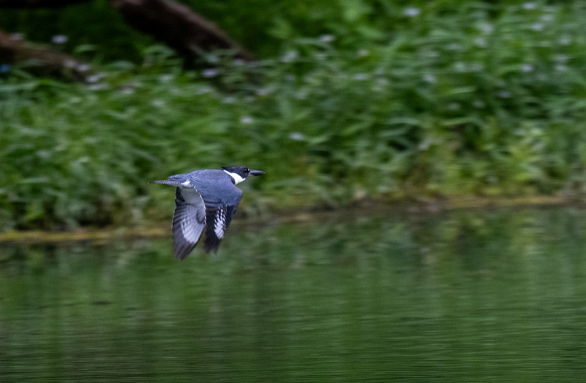 Belted Kingfisher - ML620788001