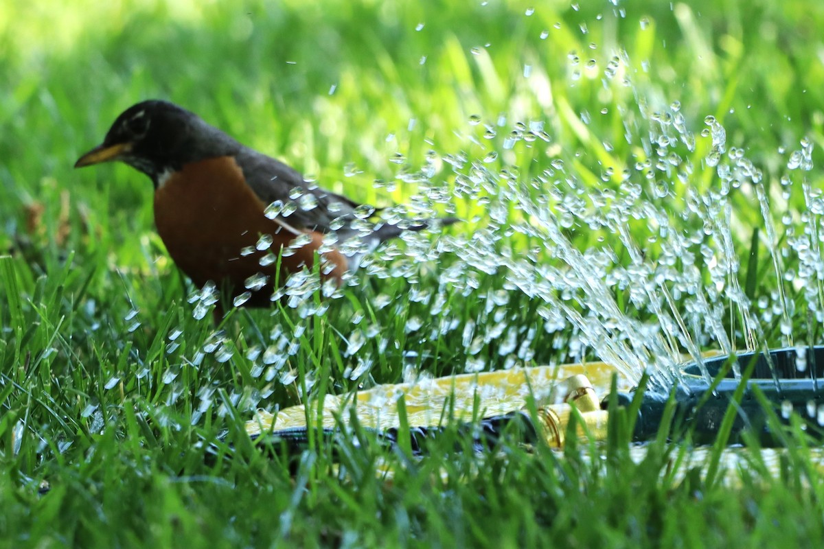 American Robin - ML620788002