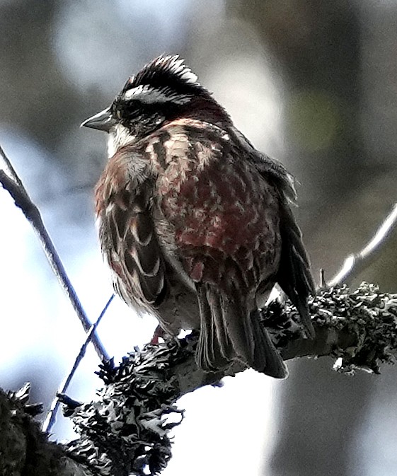 Rustic Bunting - ML620788003