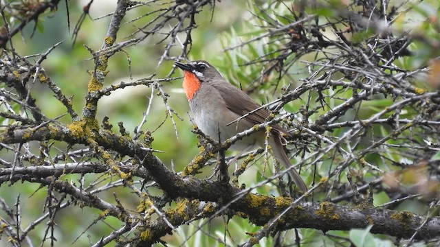 Siberian Rubythroat - ML620788005