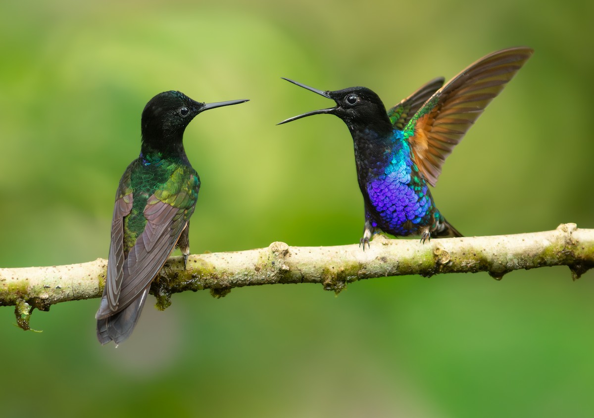 kolibřík hyacintový - ML620788006