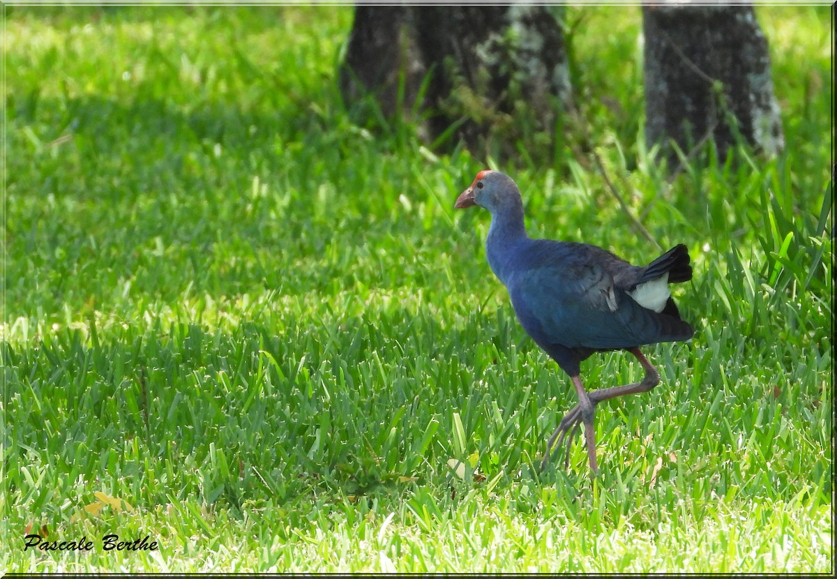 Gray-headed Swamphen - ML620788007