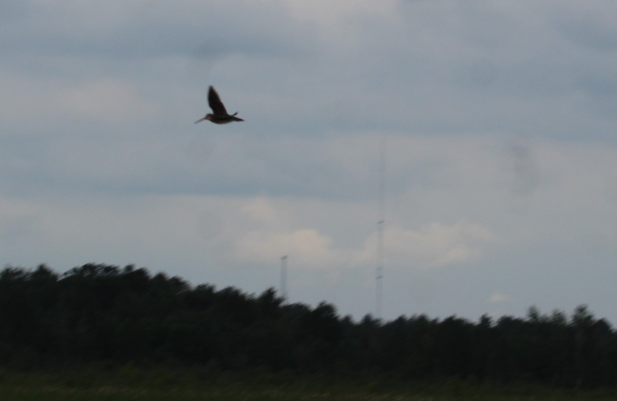 Wilson's Snipe - ML620788008