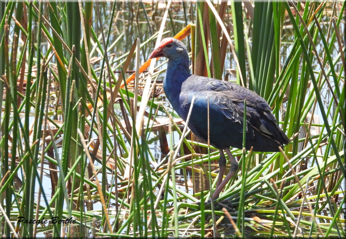 Gray-headed Swamphen - ML620788009