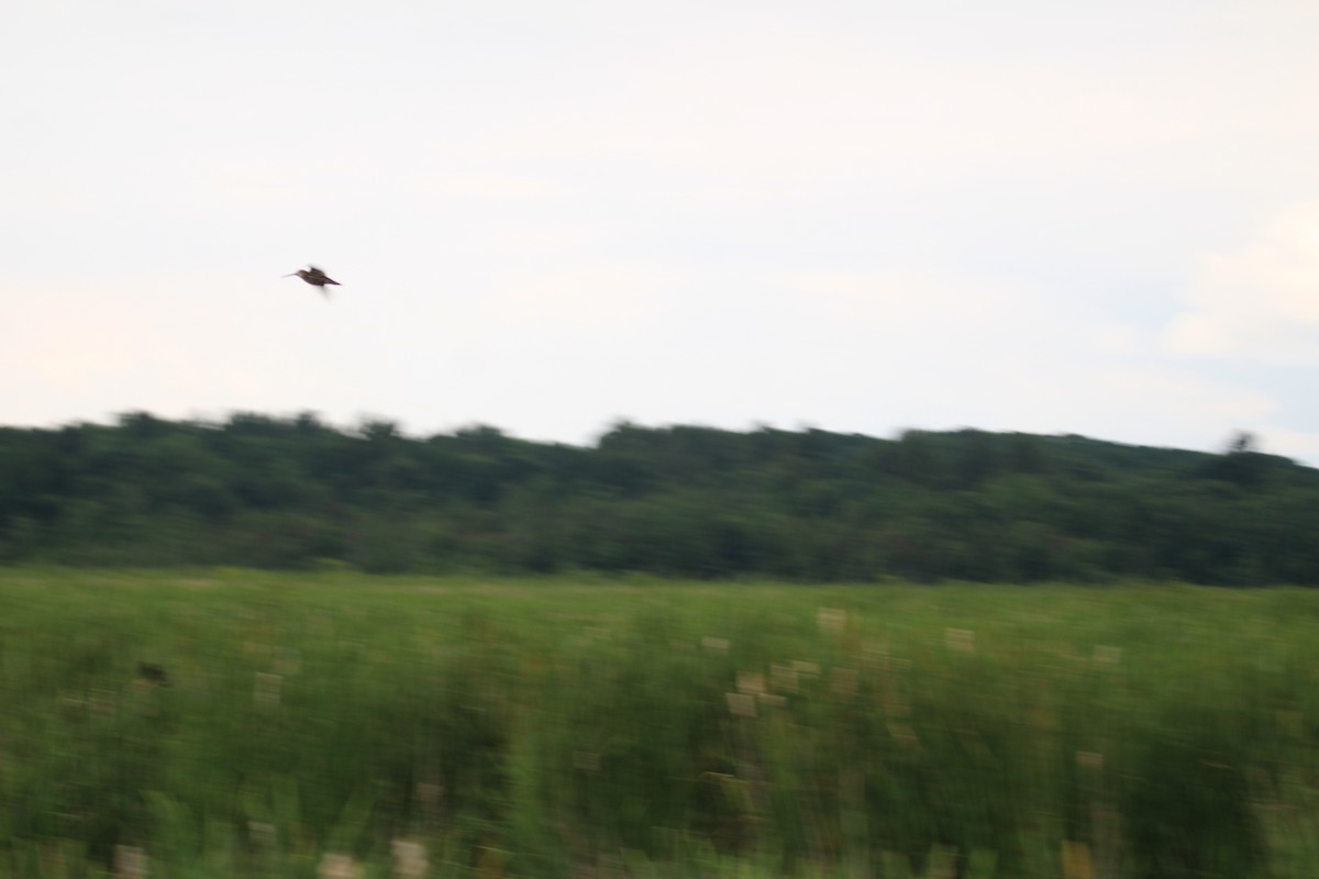 Wilson's Snipe - ML620788010