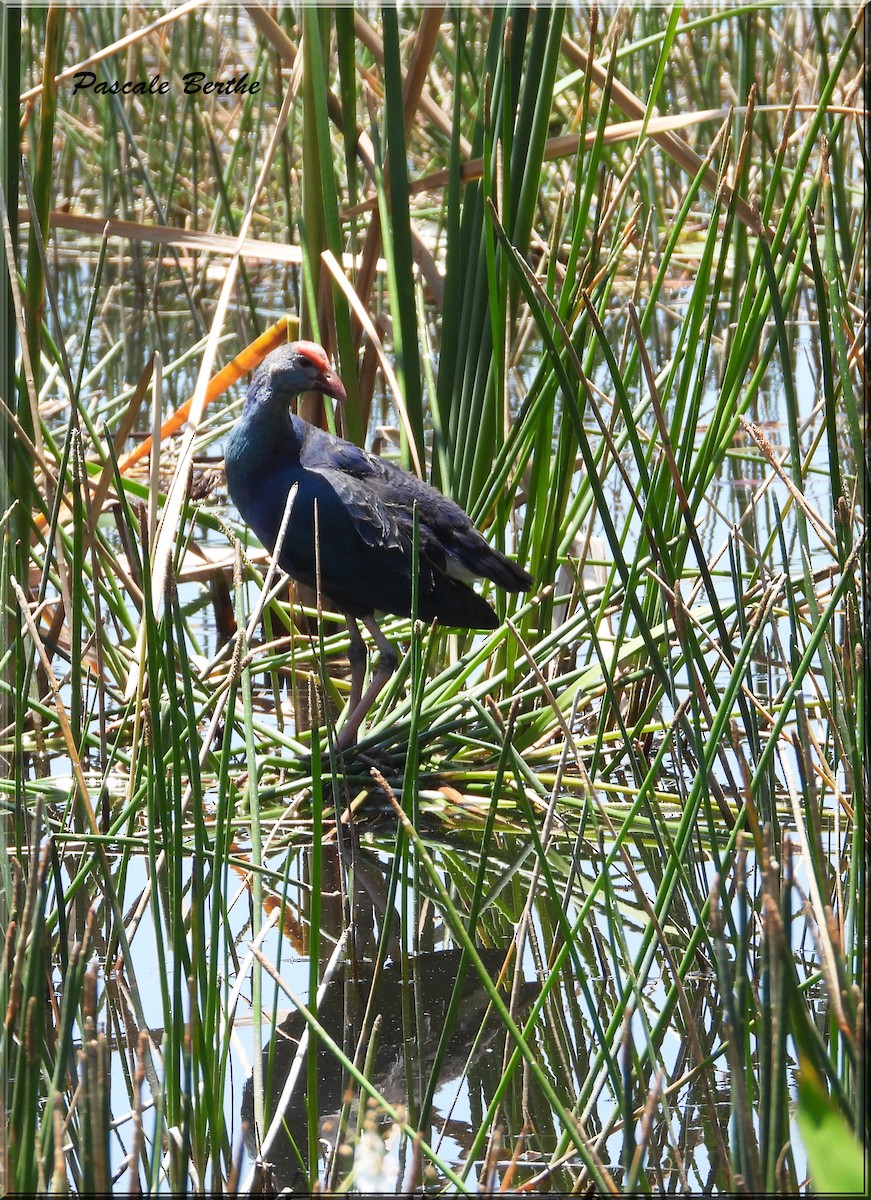 Gray-headed Swamphen - Pascale Berthe