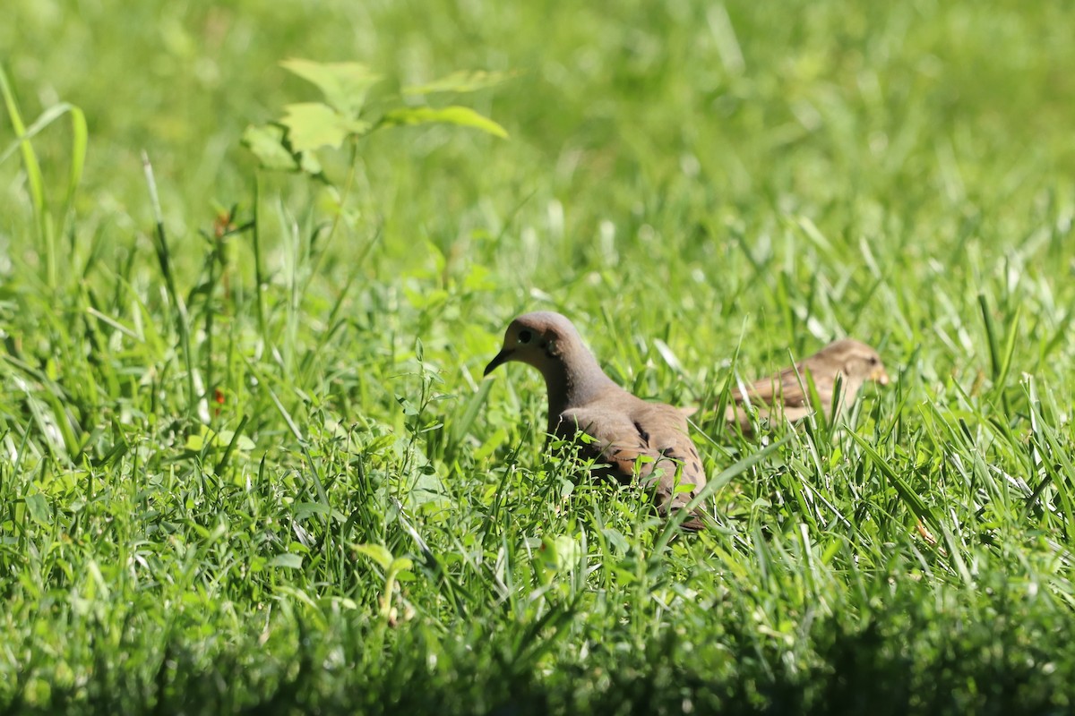 Mourning Dove - ML620788014