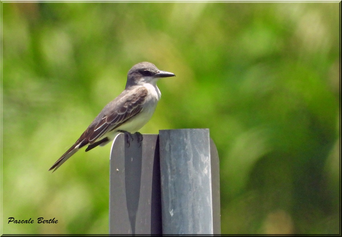 Gray Kingbird - ML620788016