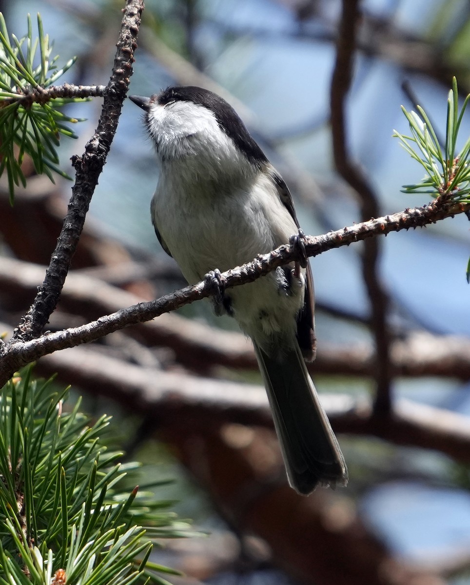 Carbonero Montano (grupo montanus) - ML620788022