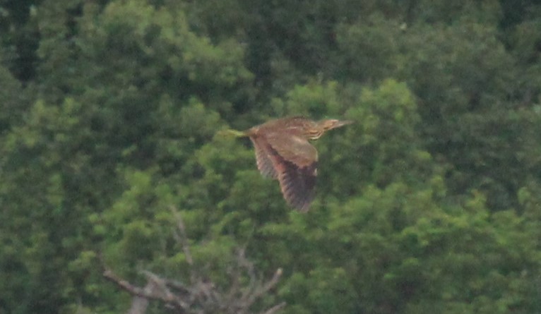 American Bittern - ML620788023