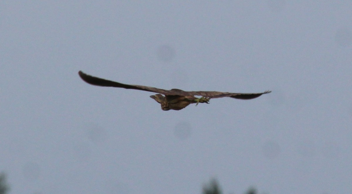 American Bittern - ML620788024