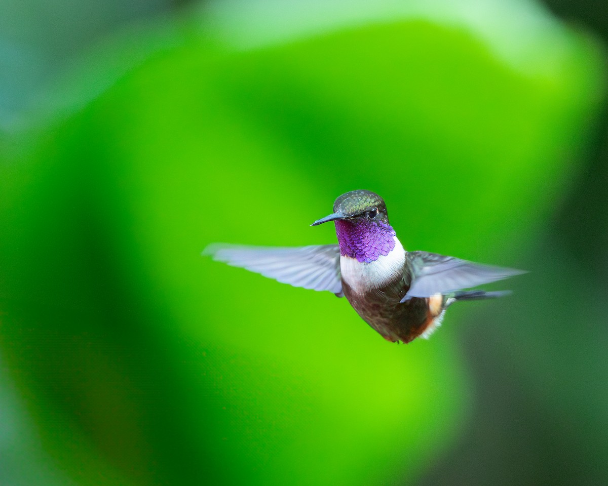 Purple-throated Woodstar - ML620788029