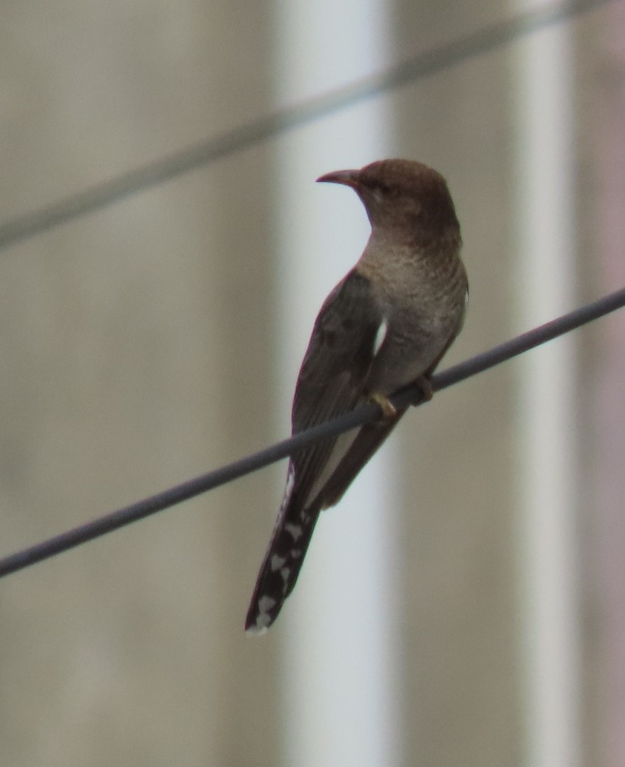Gray-bellied Cuckoo - ML620788041