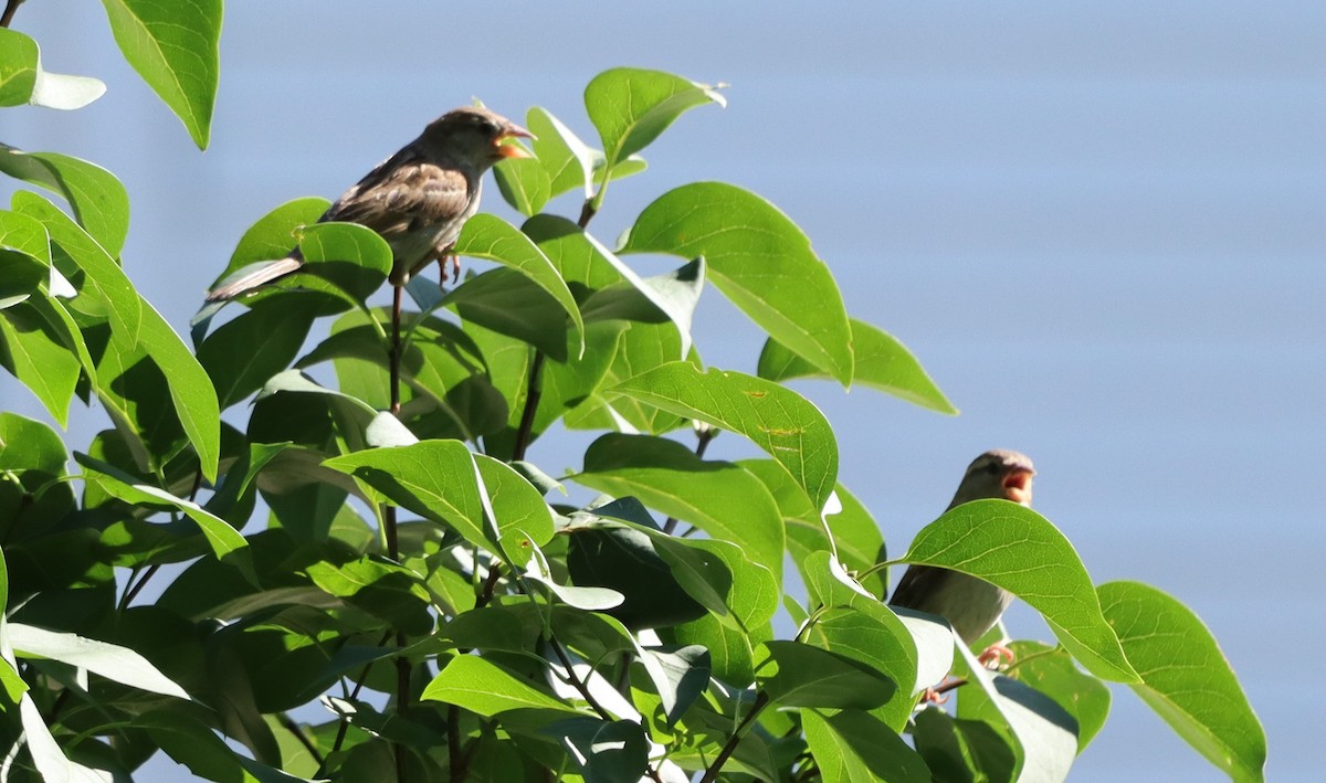 House Sparrow - ML620788042