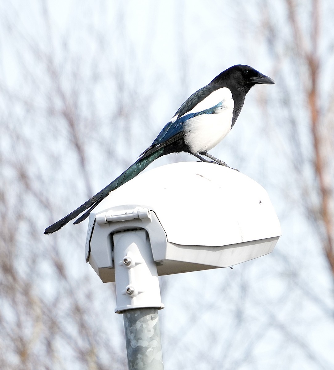 Eurasian Magpie (Eurasian) - ML620788046