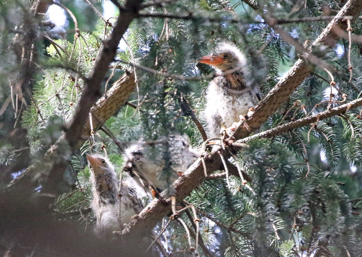 Green Heron - ML620788047