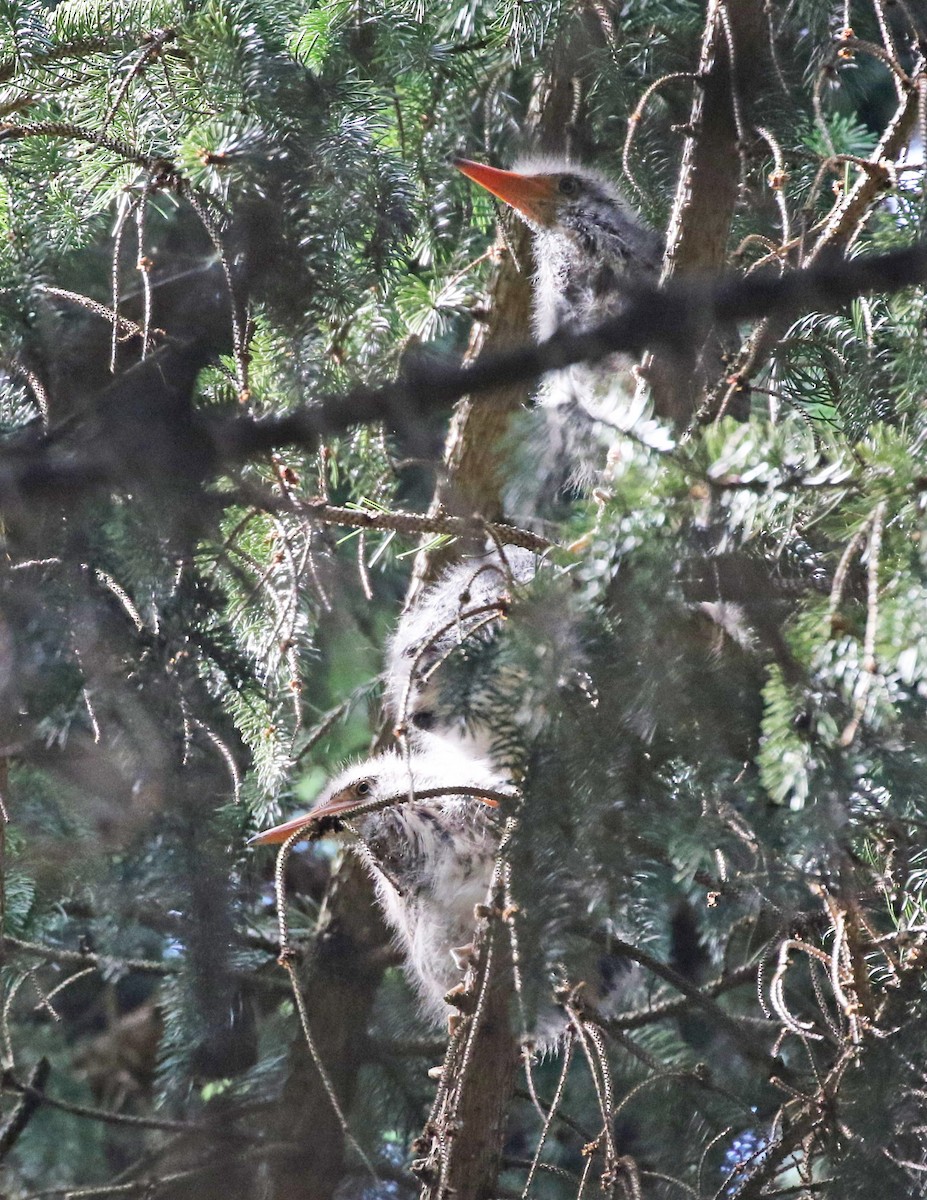 Green Heron - ML620788048