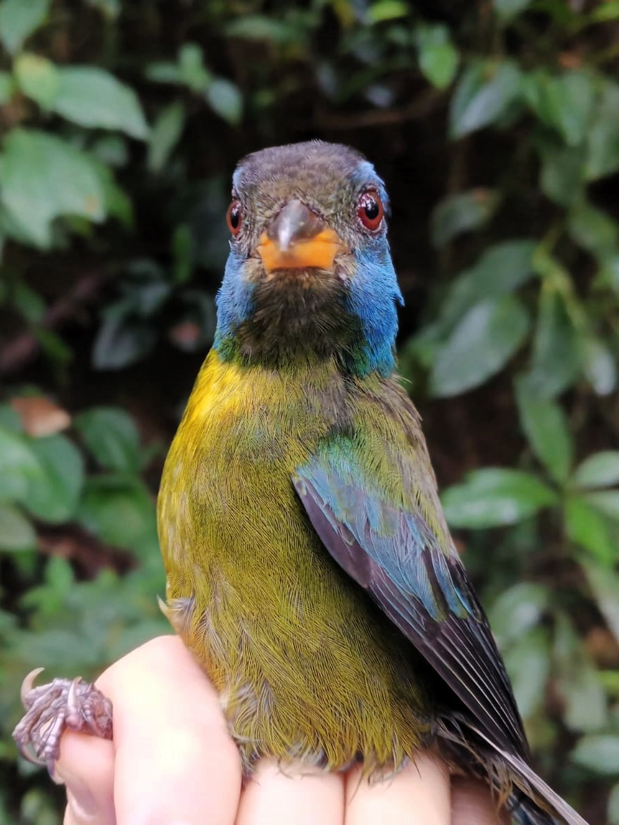 Moss-backed Tanager - ML620788053