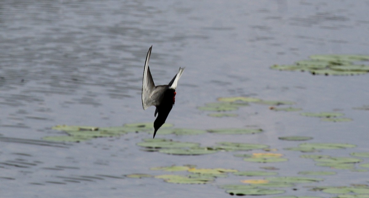 Black Tern - ML620788060