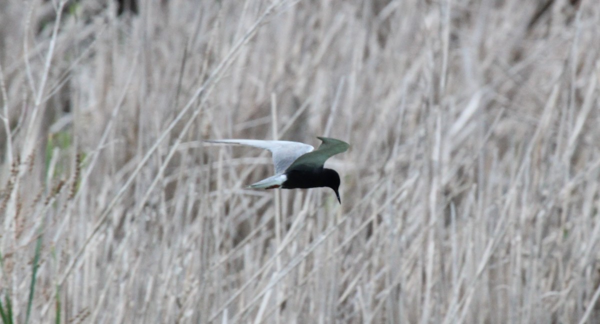 Black Tern - ML620788063