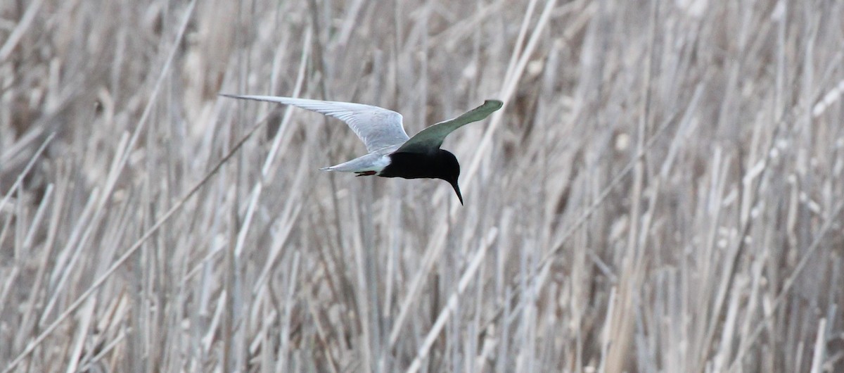 Black Tern - Bradley White