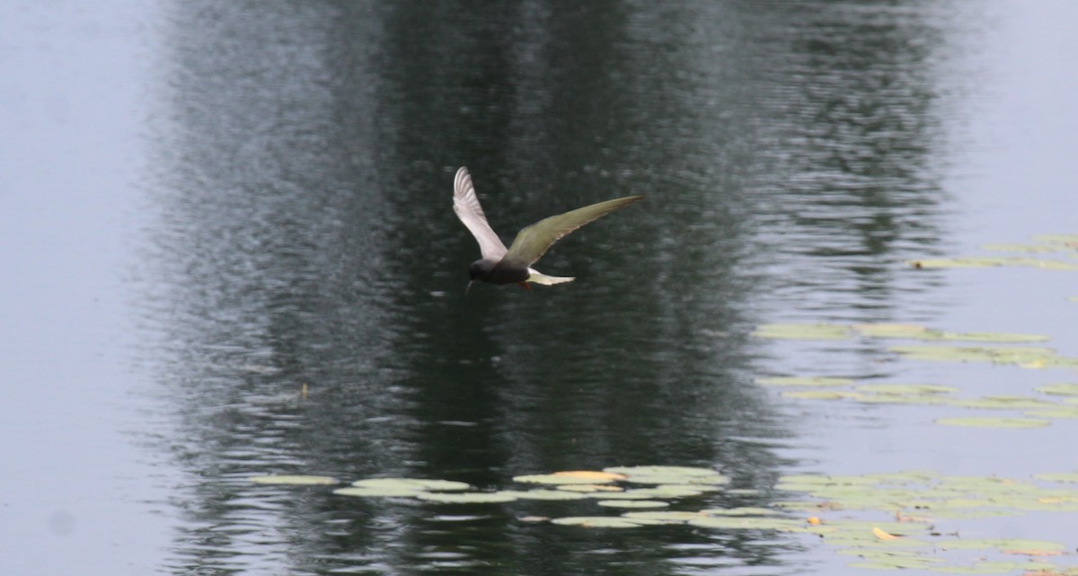 Black Tern - ML620788067