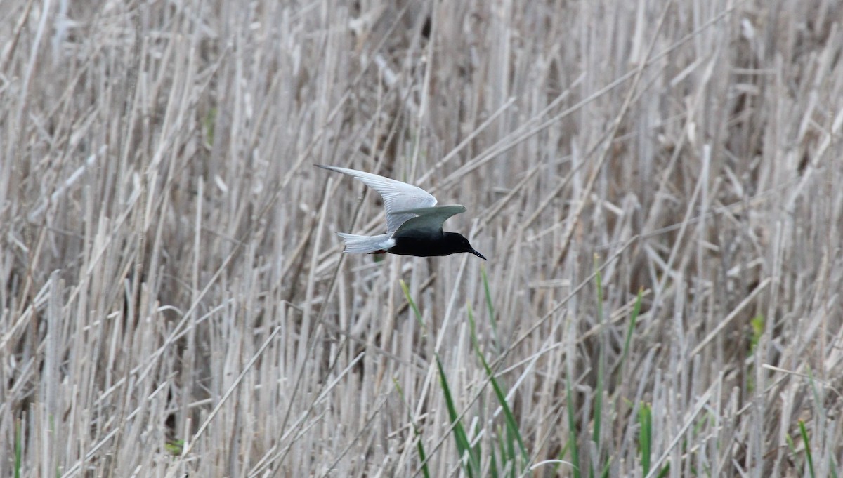 Black Tern - ML620788069