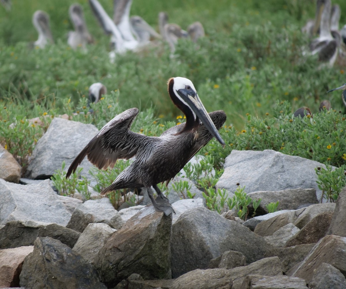 Brown Pelican - ML620788070