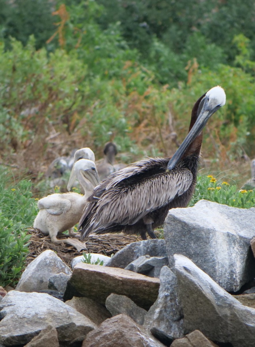 Brown Pelican - ML620788074