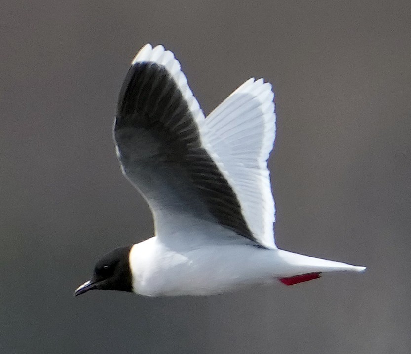 Little Gull - ML620788075