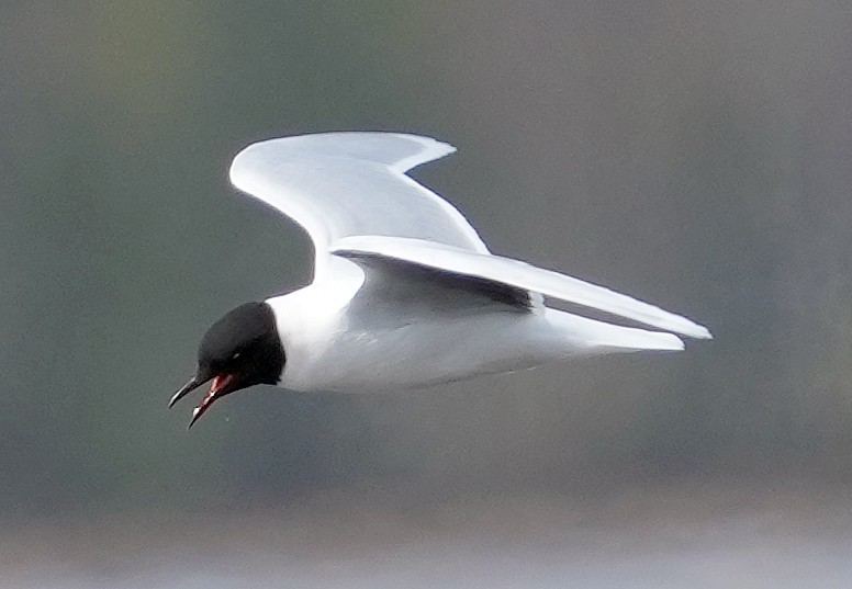 Little Gull - ML620788076