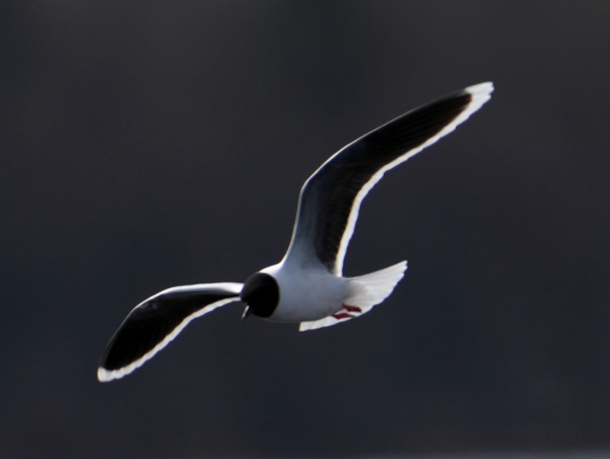 Little Gull - ML620788078