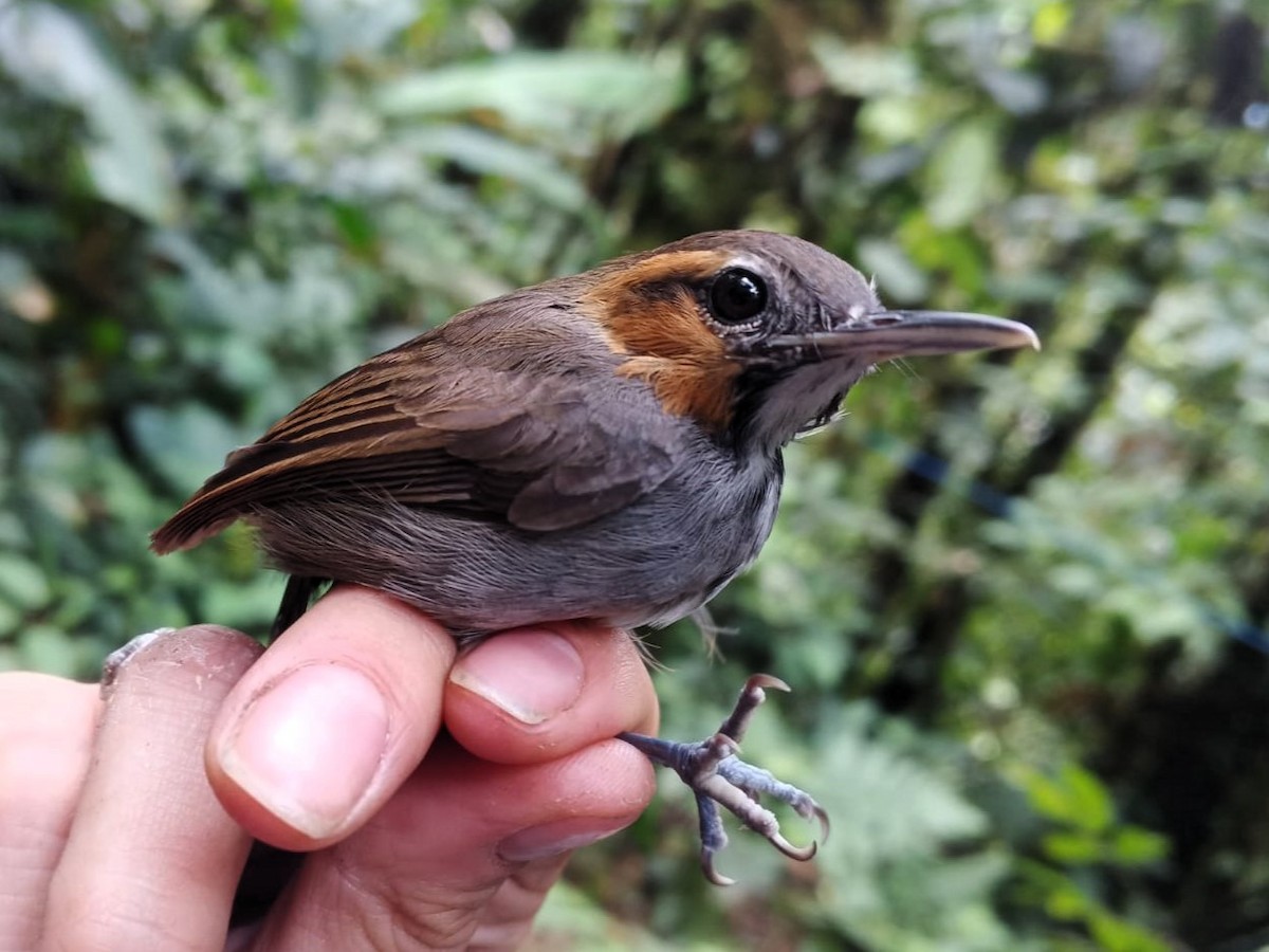 Tawny-faced Gnatwren - ML620788079