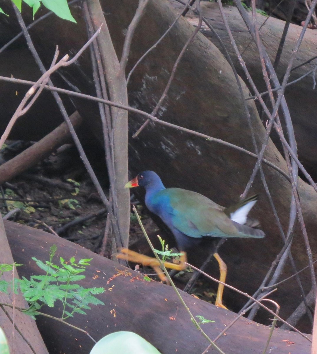 Purple Gallinule - ML620788082