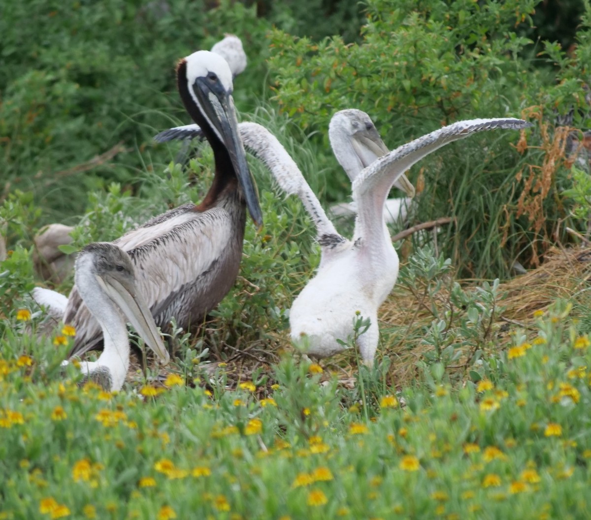 Brown Pelican - ML620788086