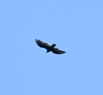 Turkey Vulture - ML620788087