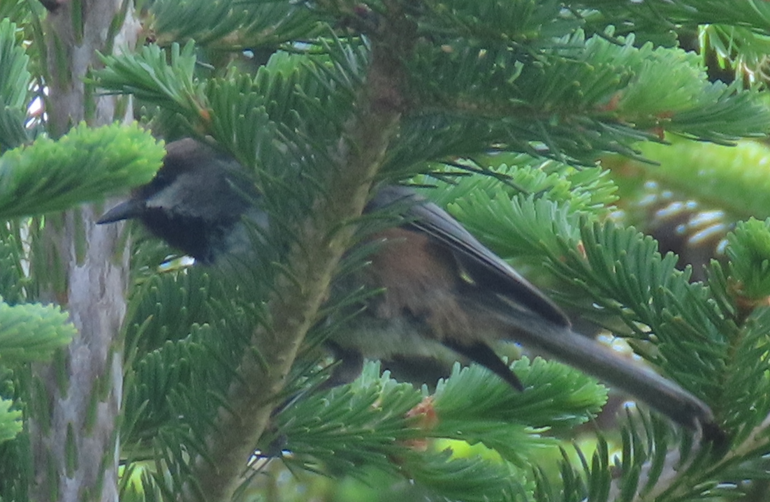 Boreal Chickadee - ML620788088