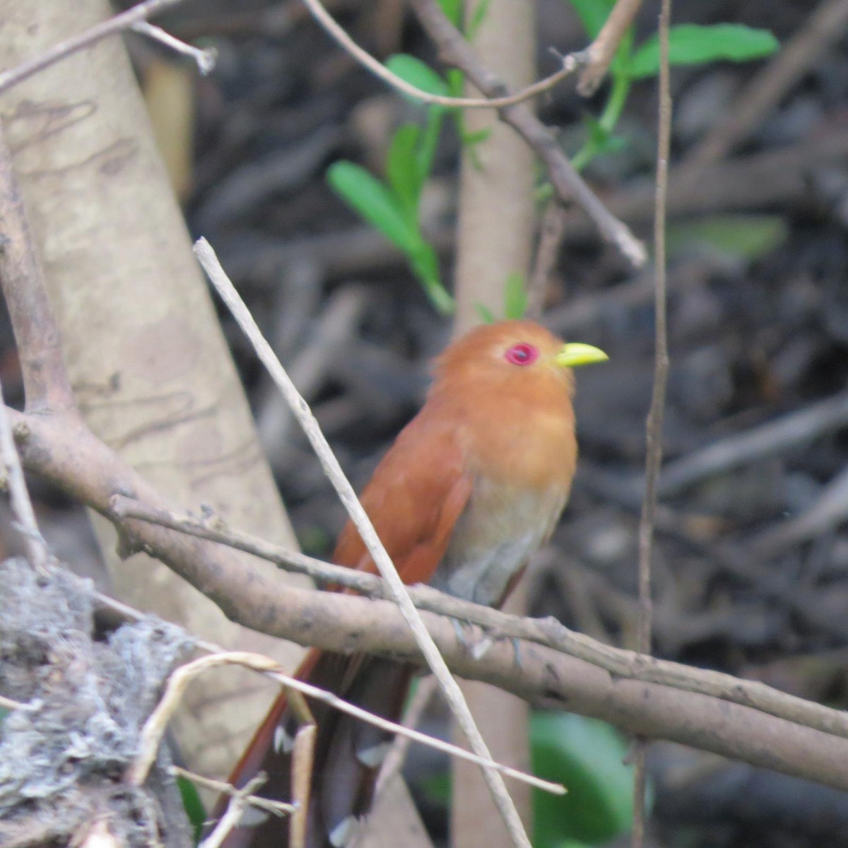 Squirrel Cuckoo - ML620788089