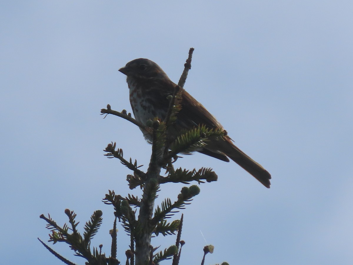 Fox Sparrow - ML620788101