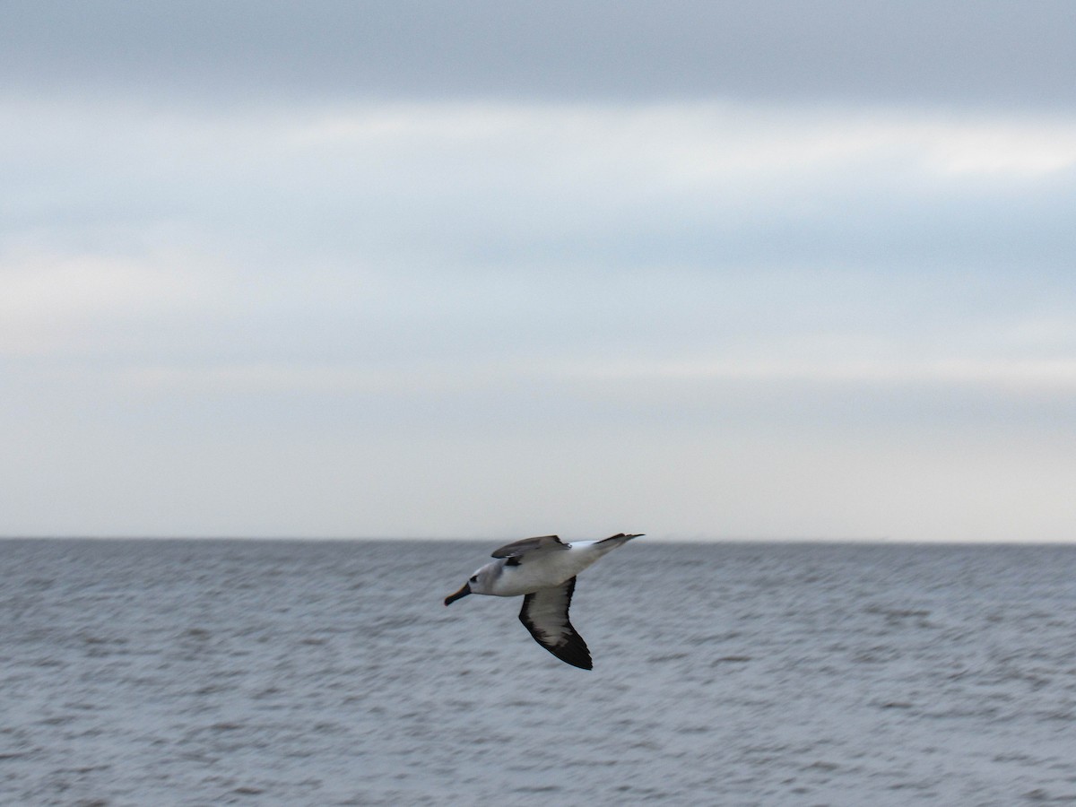 Atlantic Yellow-nosed Albatross - ML620788104