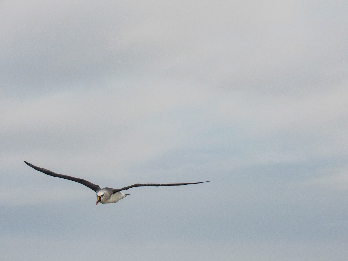 Atlantik Sarı Gagalı Albatrosu - ML620788106