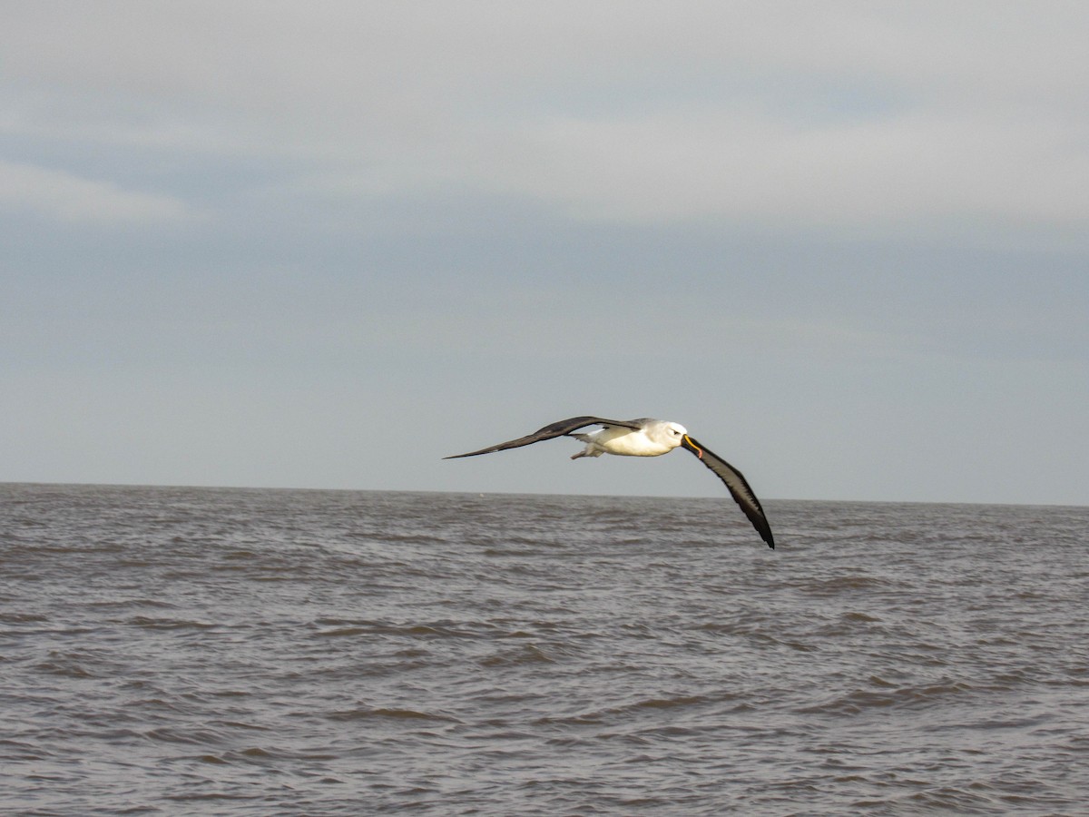 Atlantik Sarı Gagalı Albatrosu - ML620788108