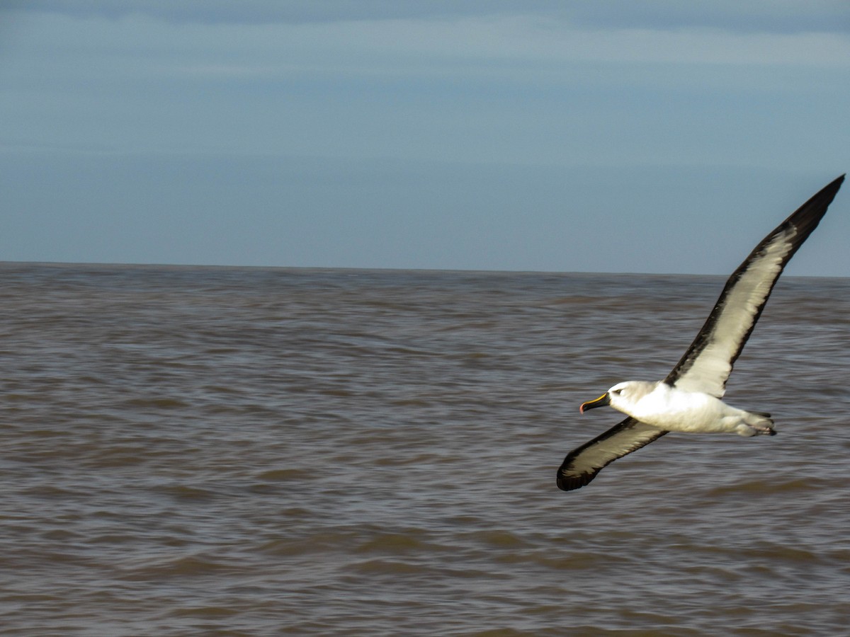 Atlantik Sarı Gagalı Albatrosu - ML620788109