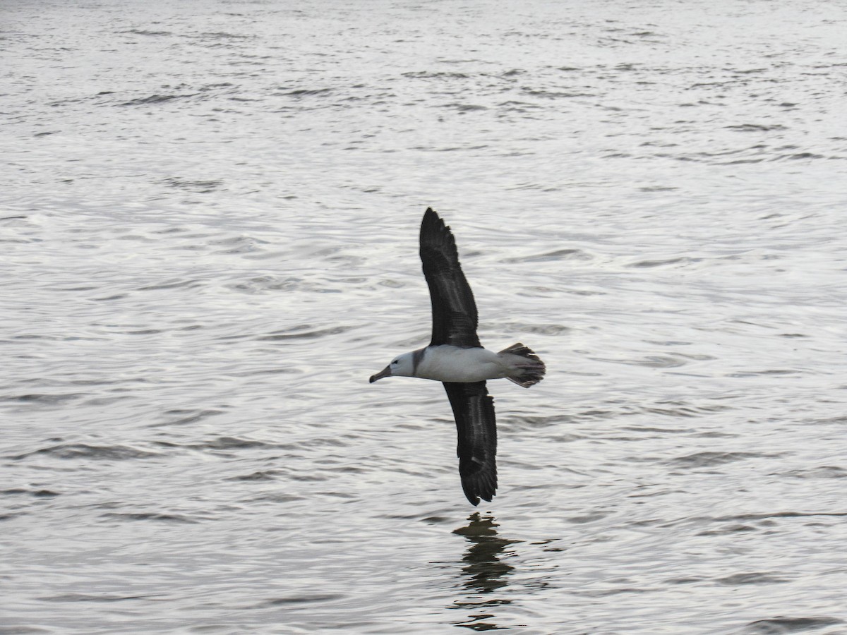 Black-browed Albatross - Luis  Weymar Junior