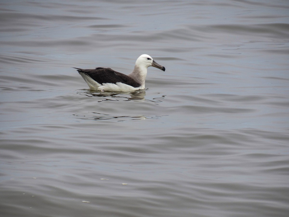 albatros černobrvý - ML620788116