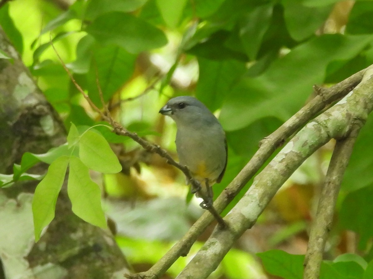 Jamaican Euphonia - ML620788122