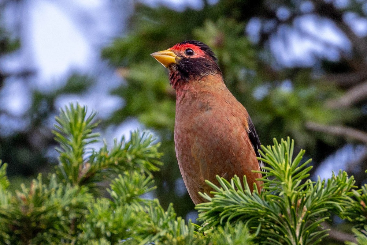 Spectacled Finch - ML620788123