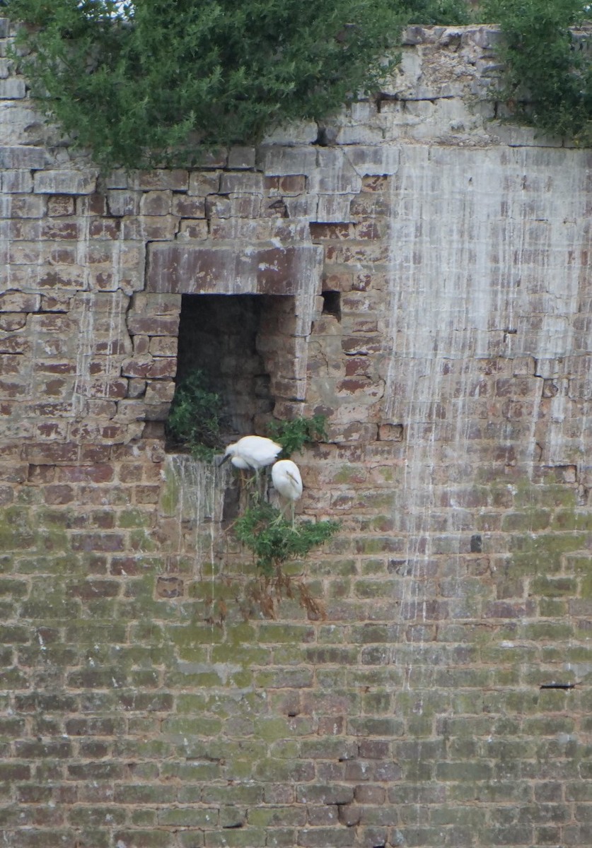 Snowy Egret - ML620788127